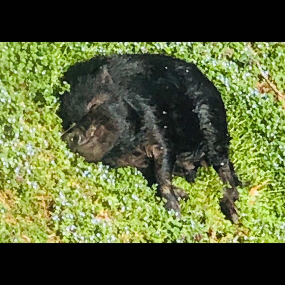 Meet your Posher, Tamera